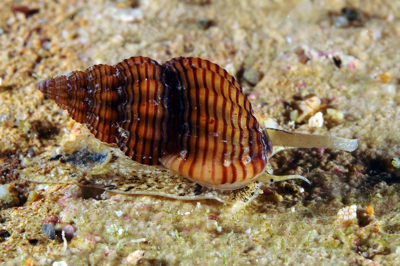 Nassarius